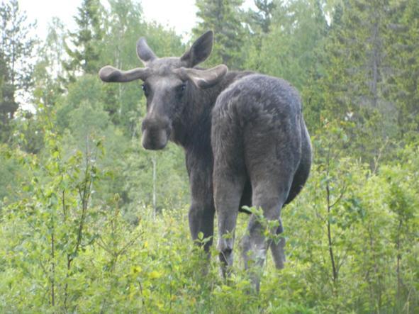 Stuga Ros Naturcamping Lagom Grasmark Luaran gambar